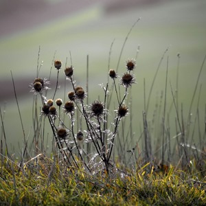 Bouquet de chardons sous le soleil. - France  - collection de photos clin d'oeil, catégorie plantes